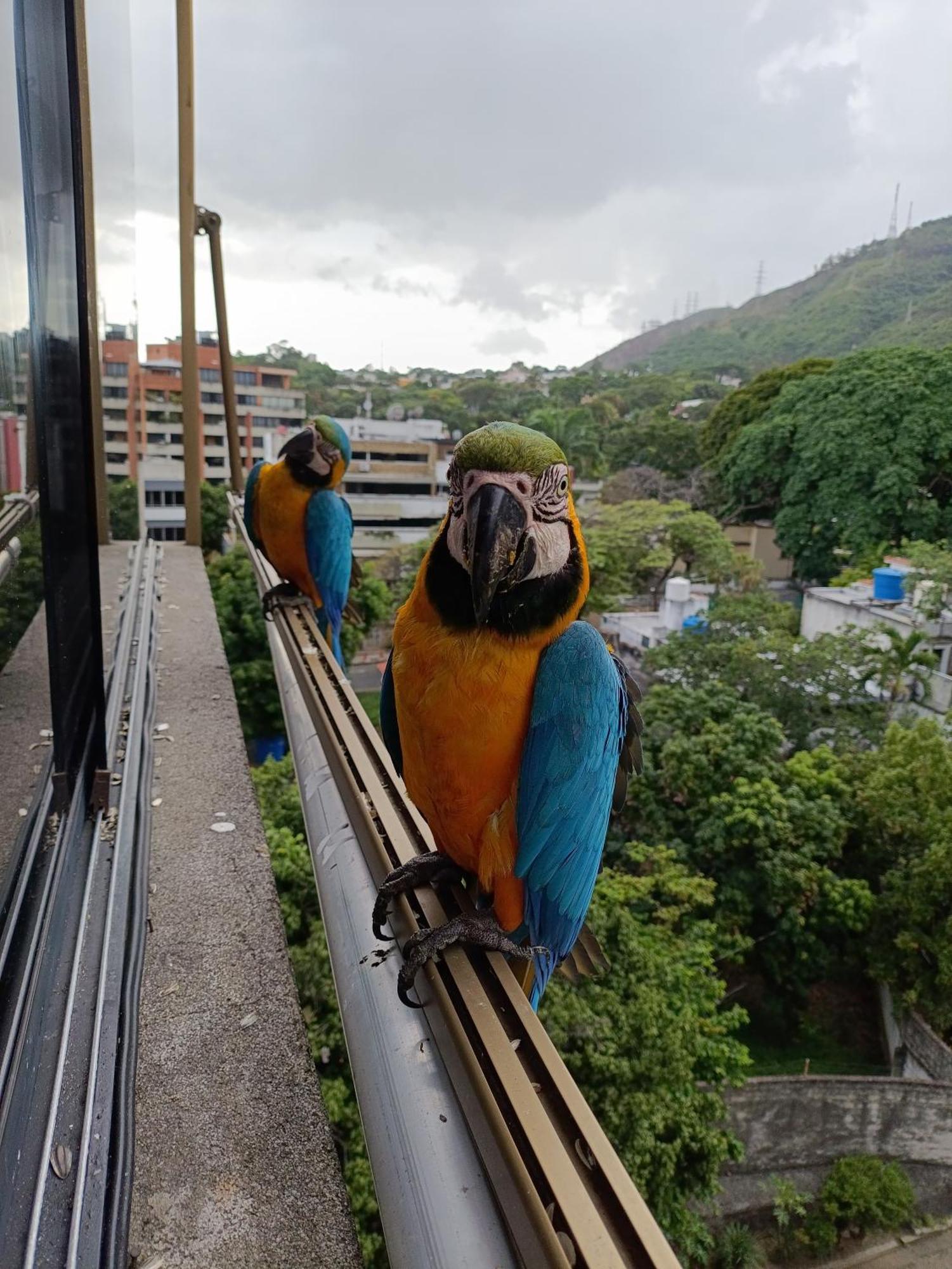 La Conejera Appartement Caracas